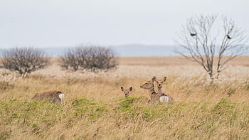 animals, wildlife, deer, roe Deer, red Deer, steppe, meadow, grass, nature, landscape, hokkaido