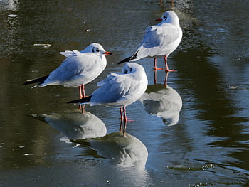 uccelli, gabbiano con testa nera, ornitologia, specie, fauna, aviaria, natura, animale, gabbiani, piume