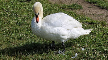 cigno, animale, natura, rostock, piuma, erba, acqua, Riva del fiume, blu, bianca, contrasto