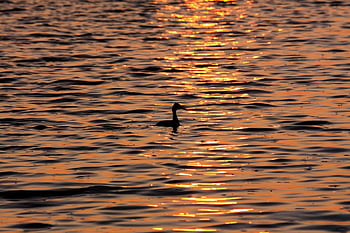 great Crested Grebe, bird, lake, waves, sunset, nature, water, animal, abendstimmung