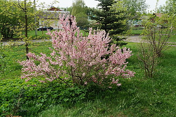 spring, color, Wallpaper 1920x1080, ural, wallpaper Hd, sakura, free Background, grass, plot, pink, mac Wallpaper