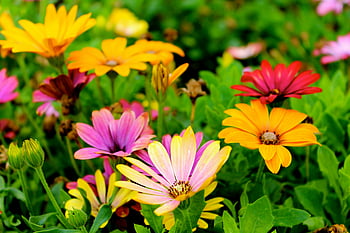 ดอกไม้หลากสี, ดอกเดซี่สีสันสดใส, สวนเขียวชอุ่ม, บุปผาฤดูใบไม้ผลิ, สีสันสดใส, ความงามของธรรมชาติ, ดอกไม้นานาชนิด, ดอกไม้ฤดูใบไม้ผลิ, สวนดอกไม้, บุปผาสีสันสดใส, ความงามของดอกไม้