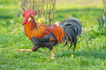 faucet, chicken, feathers, plumage, cockscomb, poultry, bird, nature, court, agriculture