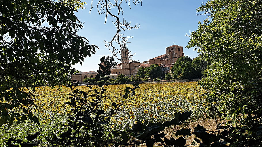 Santo Domingo, Silos, Burgos, Spain, Abbey, monastery, background, sunflower field, trees, blue sky, architecture