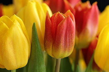 květiny, tulipány, poupata, květinové tapety, kvetoucí květiny, flóra, květinové pozadí, krásné květiny, Příroda, jaro, kytice