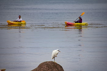 bird, canoeing, paddle, leisure Time, flow, kayaking, water Surface, reflection, peaceful, kayak, fun