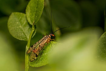 scorpionfly, serangga, ilmu serangga, alam, jenis, makro, panorpa communis, terbang, bug, daun, hijau