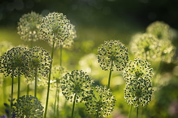 allium, flowers, garden, flower, bloom, fresh, plants, outdoors, nature, spring, petals