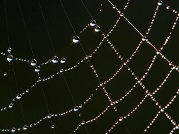 water dew, spider web, dew drops, spider's web, morning dew, web with dew, dew on web, nature photography, dewy web, spider web dew, dewy spider web