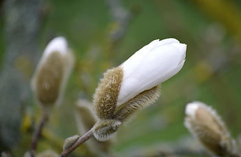 flower, bud, magnolia, blooming Branch, blossom, bloom, shrub, ornamental Shrub, magnolia Stellata, spring Awakening, nature