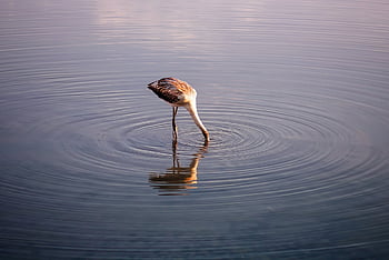 flamingo, bird, water, nature, reflection, water Bird, long Legged, long Neck, feathers, plumage, ornithology