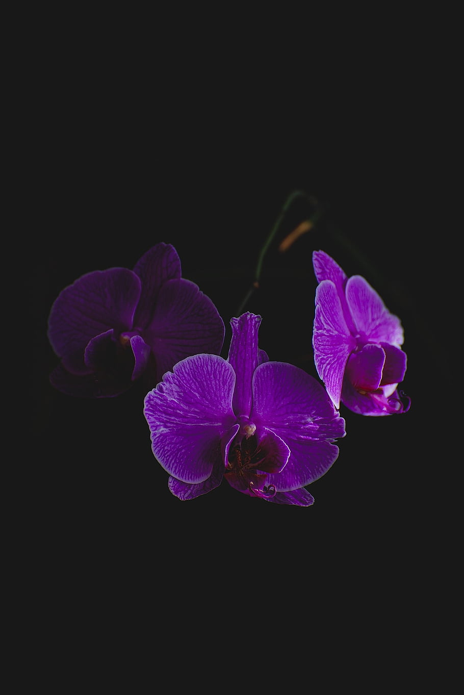 orchids, flower, purple, nature, flower Wallpaper, beautiful Flowers, contrast, flower Background, dark, colorful