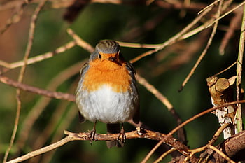 robin, oiseau chanteur, petit oiseau, la nature, oiseau, plumage, animal, erithacus rubecula, branches