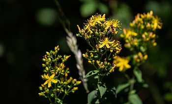 Fiore dell'erba di San Giovanni, hypericum perforatum, erba di San Giovanni, erba di San Giovanni comune, fiore di bosco, bellissimi fiori, sfondo di fiori, fiore selvaggio, fiore giallo, Fiore Giallo Selvaggio, foresta