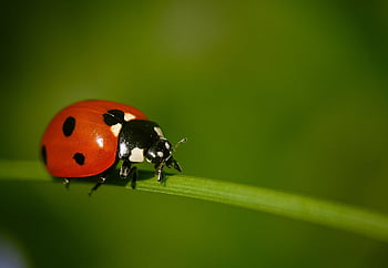 mariquita, insecto, planta, animal, escarabajo, verano, jardín, hoja, primavera, macro, vistoso