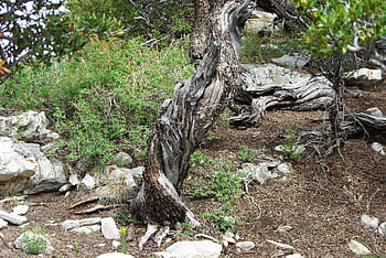 tree, ponderosa Pine, great Basin National Park, nevada, ponderosa, nature, forest, pine, natural, wood, outdoor