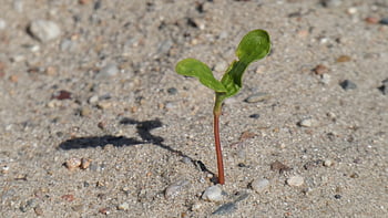 germoglio, vita, piantina, crescita, natura, giovane, crescere, pianta, speranza, scacciare, primavera