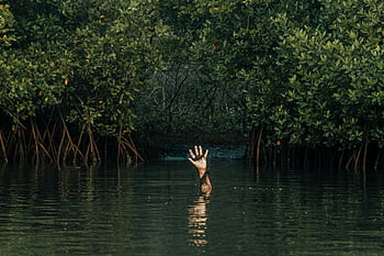 hand reaching, water, mangroves, mystery, help, nature, environment, wildlife, forest, swamp, survival