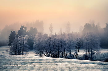 meadow, forest, fog, snow, hoarfrost, winter, frost, cold, trees, mist, field