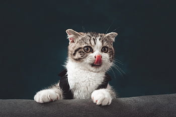 gatto, gattino, animale domestico, leccare, lingua, giovane gatto, animale, domestico, felino, mammifero, carina
