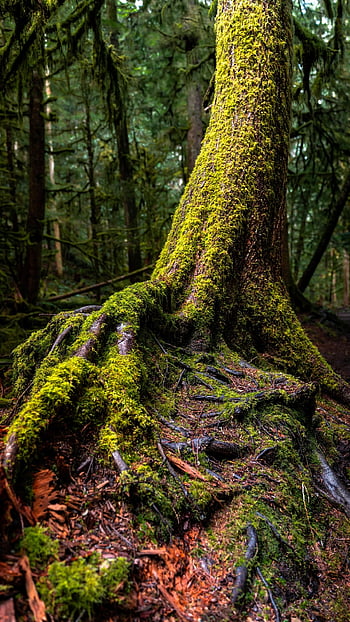 albero, muschio, foresta, foresta pluviale, natura, verde, paesaggio, legna, alberi, ambiente, ombra