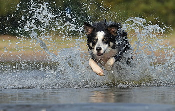 perro blanco negro, perro de recubrimiento largo, border collie, atravesando el agua, salpicadura de agua, secuencia de imágenes de algo ó alguien en movimiento, captura de movimiento, perro alegre, enérgico perro, Juego acuático, acción vívida