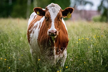mucca, animale, bestiame, mammifero, erba, prato, campo, natura