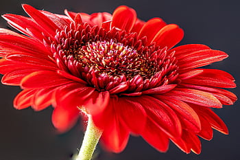 gerbera, beautiful Flowers, flower, plant, flower Wallpaper, orange Flower, transvaal Daisy, petals, orange Petals, bloom, flower Background