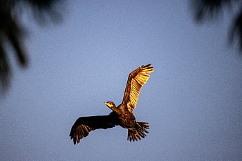bird, flying, animal, feather, nature, wildlife, wing, flight, fly, blue, freedom