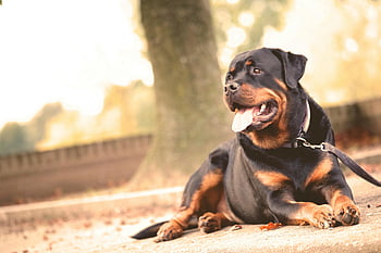 rottweiler, nero e marrone, cappotto corto, cane, dire bugie, terra, all'aperto, giorno soleggiato, animale domestico, animale, natura