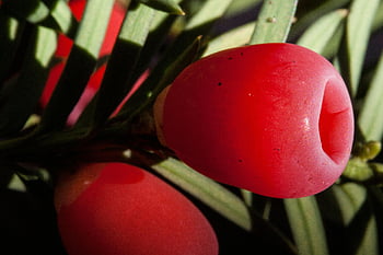 English Yew Plant, vibrant red yew berry, conifer branch, detailed macro shot, natural beauty, yew berry, conifer, macro photography, red berry, plant photography, natural photography