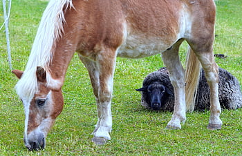 animal, horse, sheep, meadow, pasture, farm Yard, nature, species, fauna, mammal