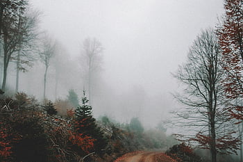 forest covered with fog, serene forest path, autumn mist, foggy forest, trees in fog, autumn forest, misty path, foggy landscape, forest in mist, autumn trees, serene landscape