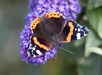 red Admiral Butterfly, butterfly, flowers, flower Wallpaper, summer Lilac, red Admiral, flower Background, vanessa Atalanta, insect, beautiful Flowers, wings