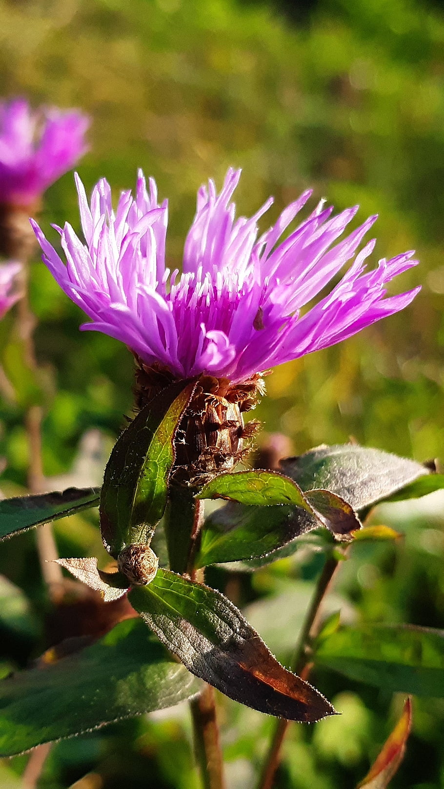 Knapweed tyrolský, květ, rostlina, květinové pozadí, krásné květiny, růžový květ, Centaurea Nigrescens, okvětní lístky, květinové tapety, listy, divoká rostlina