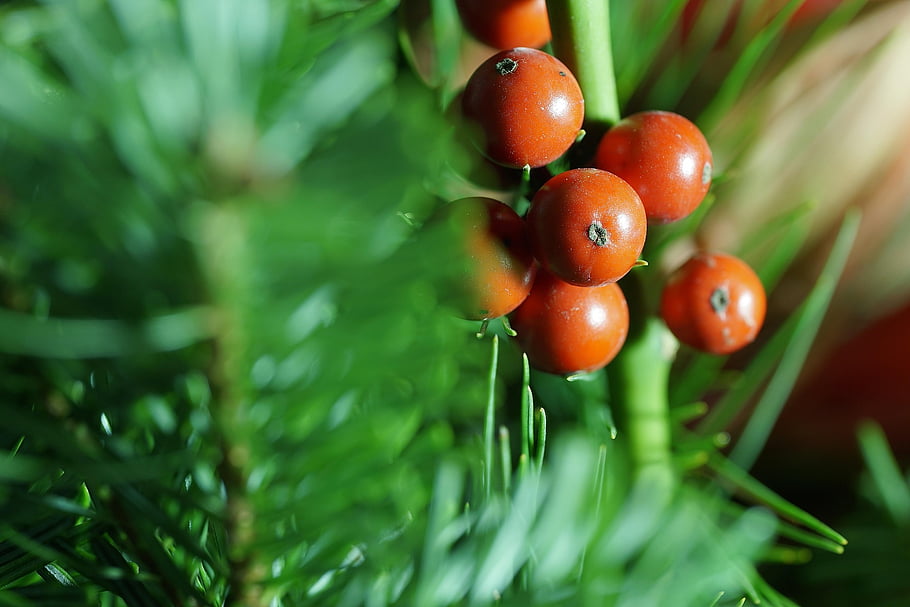 holly, fruits, plant, ilex, evergreen, nature, closeup