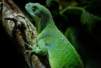 iguana, lizard, fijian Banded Iguana, reptile, female, endangered, animal, nature, wildlife, branch, green