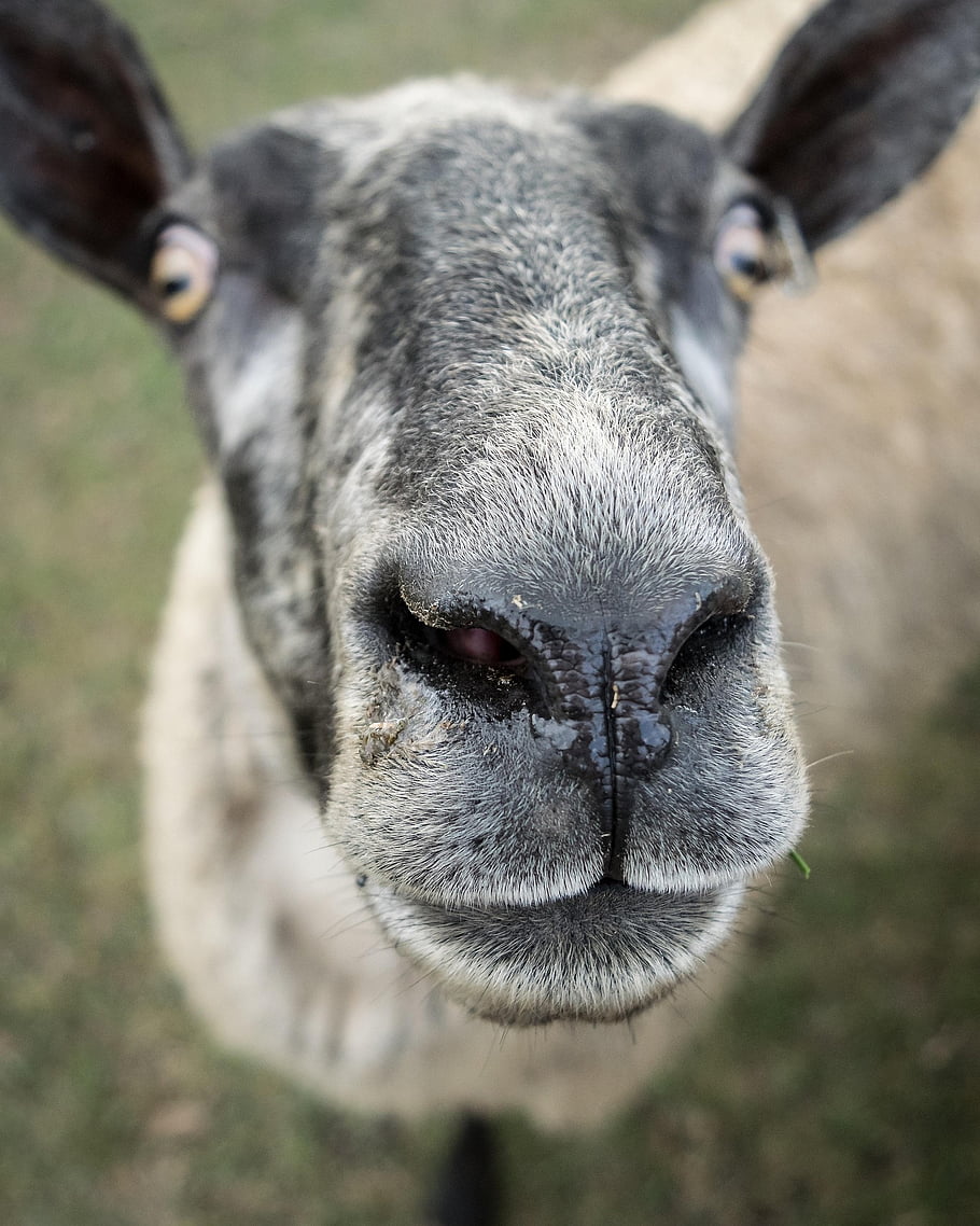 sheep, ewe, face, close Up, livestock, mammal, domestic, rural, domestic Animal, animal, animal World