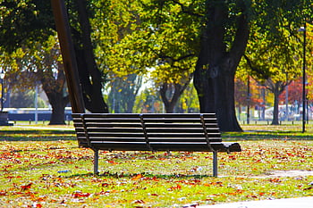 black wooden bench, green grass, autumn leaves, serene park, colorful leaves, lush trees, empty bench, park scene, outdoor setting, nature background, peaceful environment