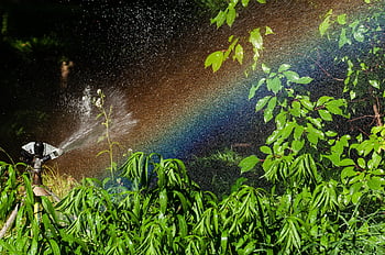 水スプリンクラー、 自然、 虹、 植物、 水、 水滴、 灌漑、 園芸、 振りかける