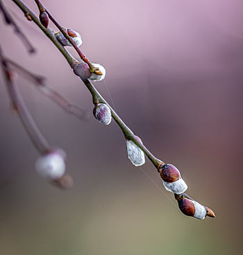 base, the Buds, branch, tree, willow, twigs, pitch, nature, spring, early Spring