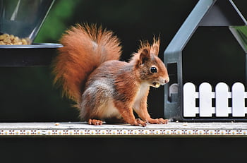 squirrel, eurasian Squirrel, eat, rodent, animal, nager, forest Animal, cute, nature, foraging, creature