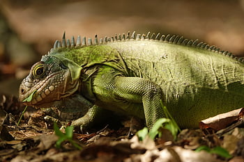 iguana, lesser Antilles Iguana, peyi Iguana, reptile, lizard, islet Chancel, chancel, island, caribbean, west Indies, animal