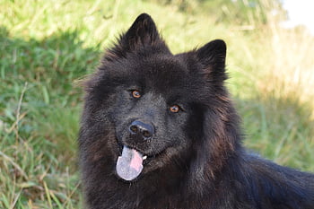 cane, Eurasier, animale domestico, eurasier femminile, razza primitiva Eurasier, portafortuna, Compagno di camminata, Orecchie a punta, animale, ritratto, eurasier plou