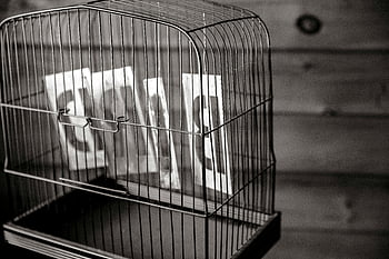 grijswaardenfotografie, grijze vogelkooi, muurschaduwen, zwart en wit, artistiek schot, Lege vogelkooi, intrigerende schaduwen