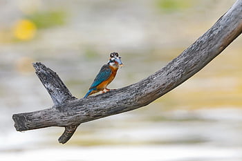 kingfisher, bird, perched, feathers, ornithology, nature, avian, wildlife, fish, haunting, branch
