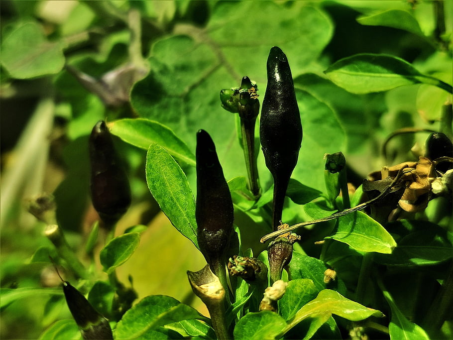 purple Chilli Pepper, chilli, plant, spice, green, food, indian Spice, healthy, herbs, fresh, vegetable