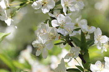 pear Tree, pear Tree Blossom, pear Blossom, fruit Tree Blossoming, nature, blossom, flowering Branch, white, spring, fruit Tree, bloom
