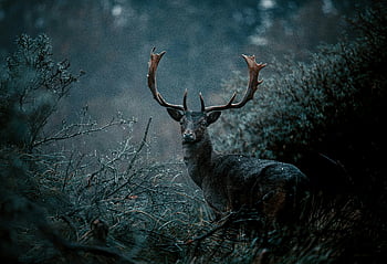 hjort, Skov, gevir, tåget, filmisk, mysterium, ødemark, dyreliv, natur, naturskøn