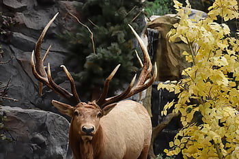 elg, hjort, dyr, dyreliv, gevir, buck, pattedyr, natur, Wapiti, portrett, Kunst
